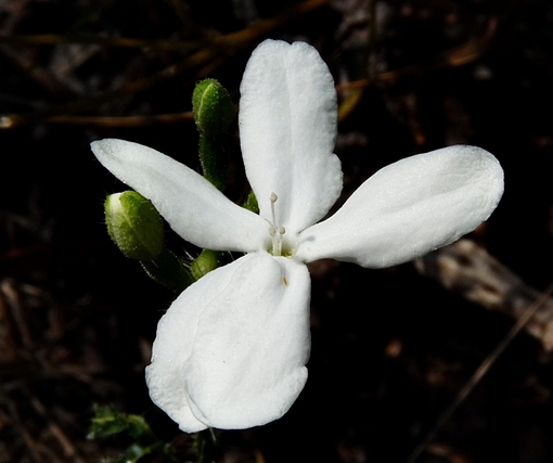 {Cnidoscolus stimulosus}